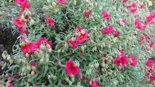 Helianthemum 'Supreme' - 8cm pot 